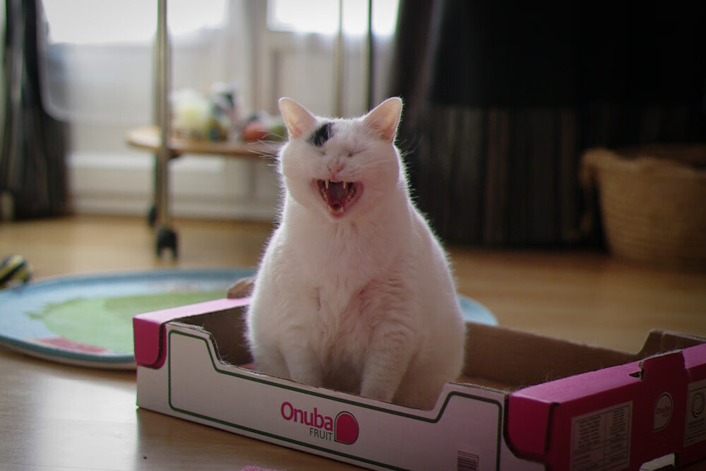 世俱杯足球赛事在线直播-_森林狼士气爆棚，目标冲击季后赛_，森林狼新赛季赛程