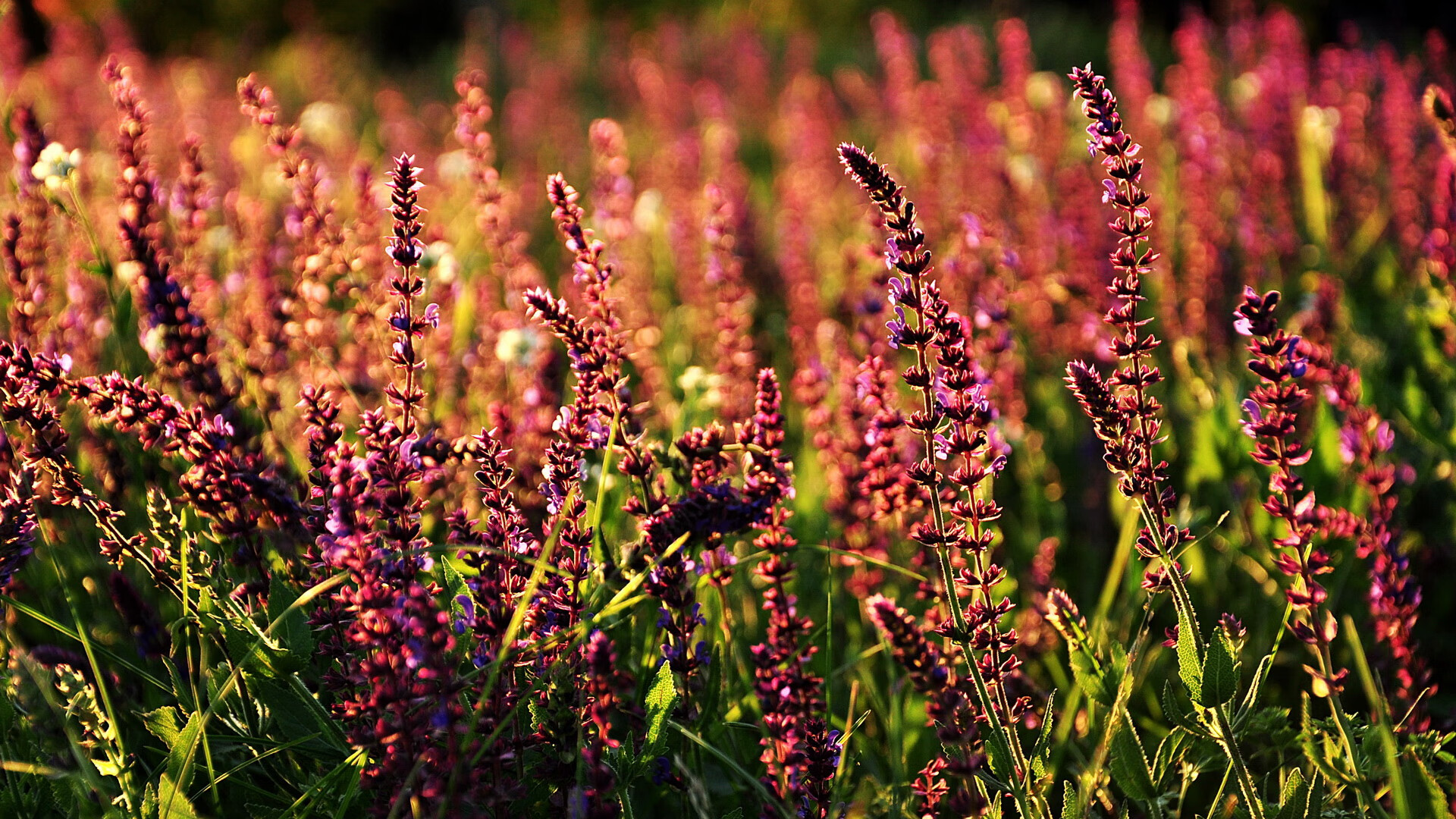 “新赛季中超外援政策调整引发热议”,新赛季中超外援上场人数