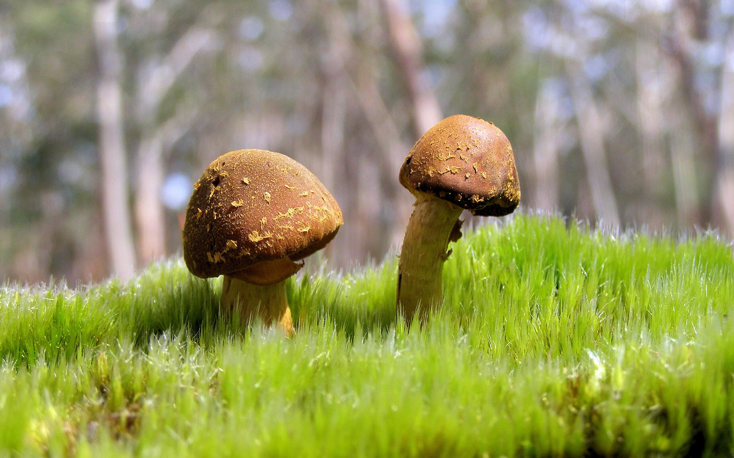 世俱杯2025-“荒野拼 Arena：沙漠、森林的极速比拼”，沙漠荒野求生物品排序