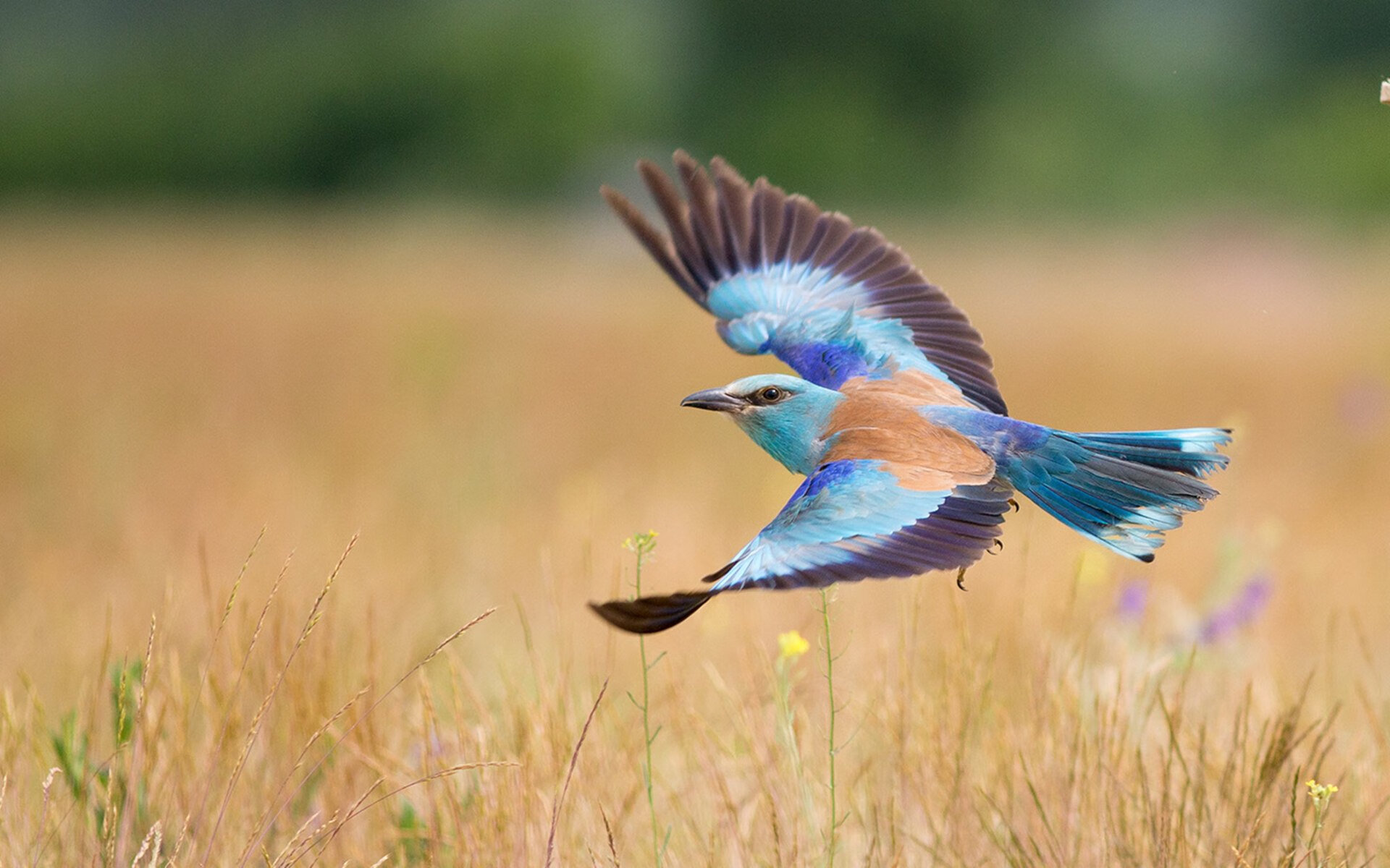 《2025英雄联盟全球总决赛,冠军悬念逐步揭晓》,英雄联盟20年总决赛