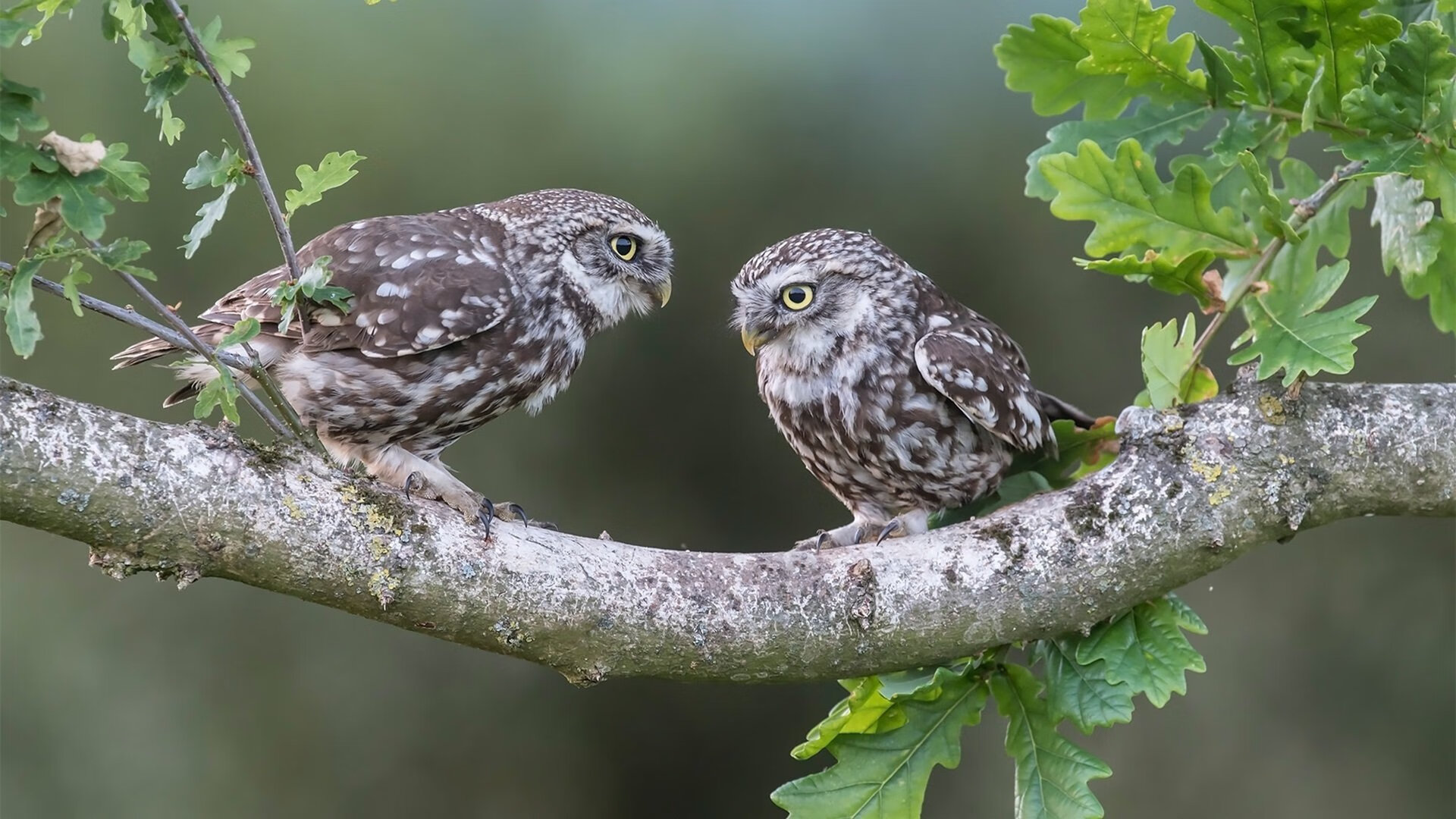 【平局加时赛】延长赛中的战术调整与规则漏洞,加时赛时长