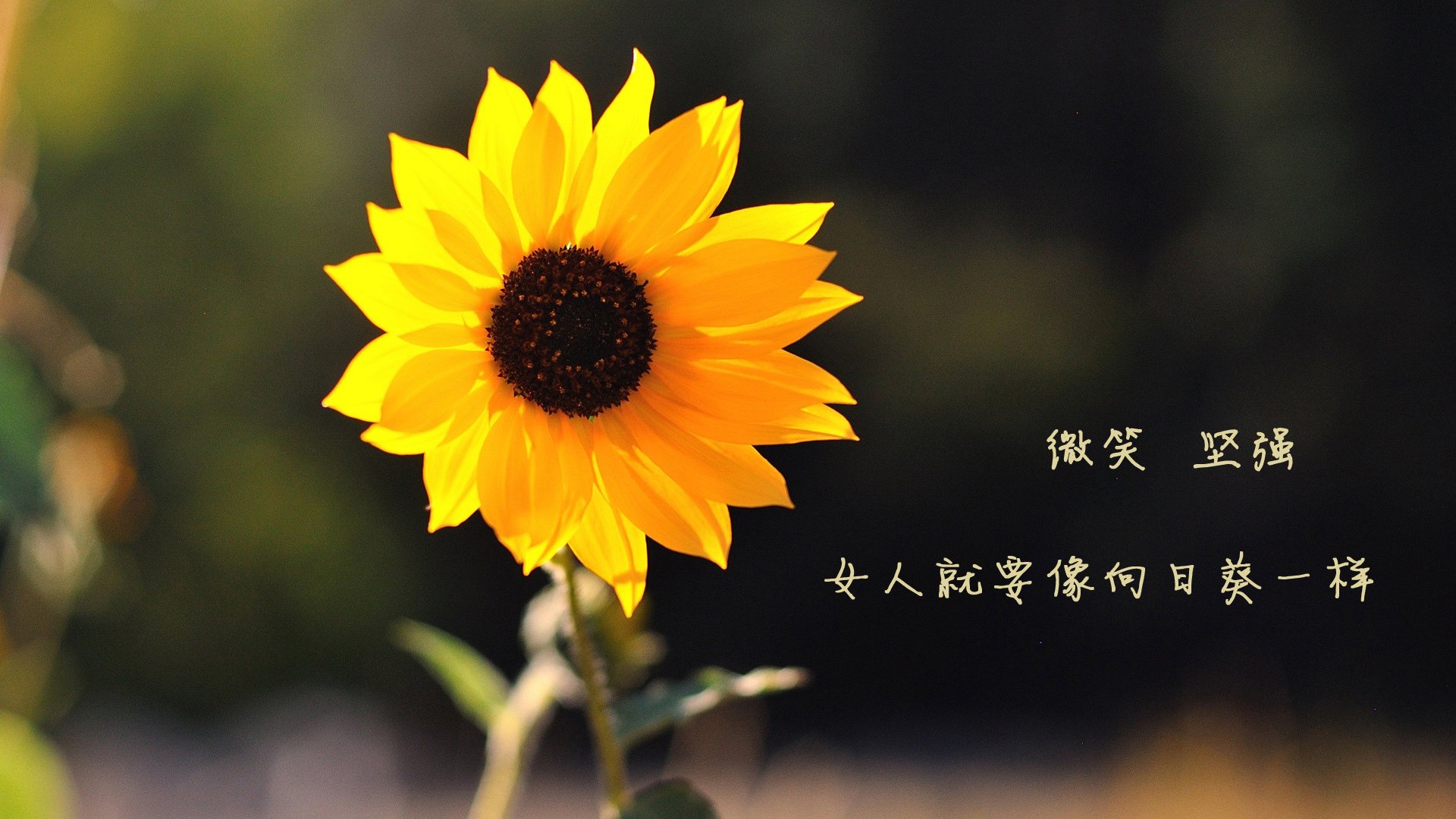 中超比赛精彩瞬间及幕后故事一览,中超经典回忆