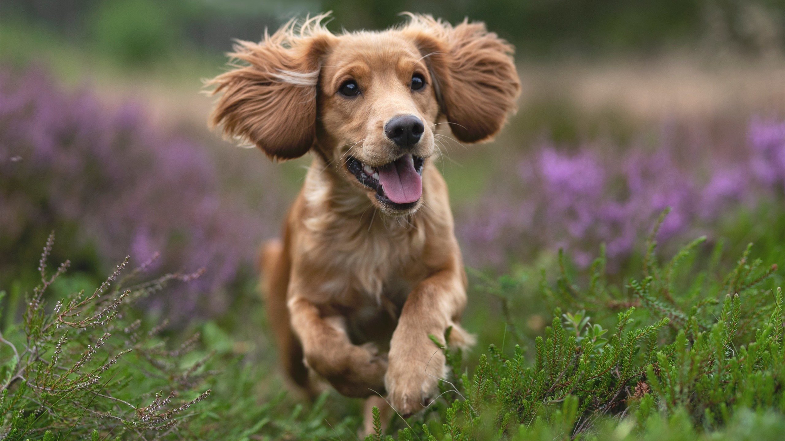 印度选手在标枪、跳远等田径项目中取得优异成绩。,印度标枪冠军什么种姓