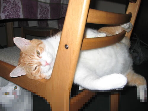 世俱杯足球-哥伦比亚马术协会开展马匹福利宣传活动，提升公众意识。，哥伦比亚马戏团电影完整版在线观看