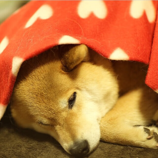 活塞爆冷击败猛龙!,活塞vs