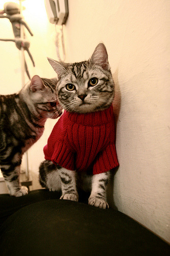 世俱杯对阵表-篮球场馆综合服务能力显著提升，篮球场馆运营管理办法