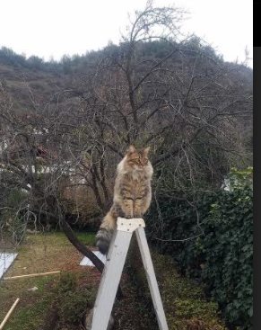 Aster体能训练成果显著,sparq体能训练