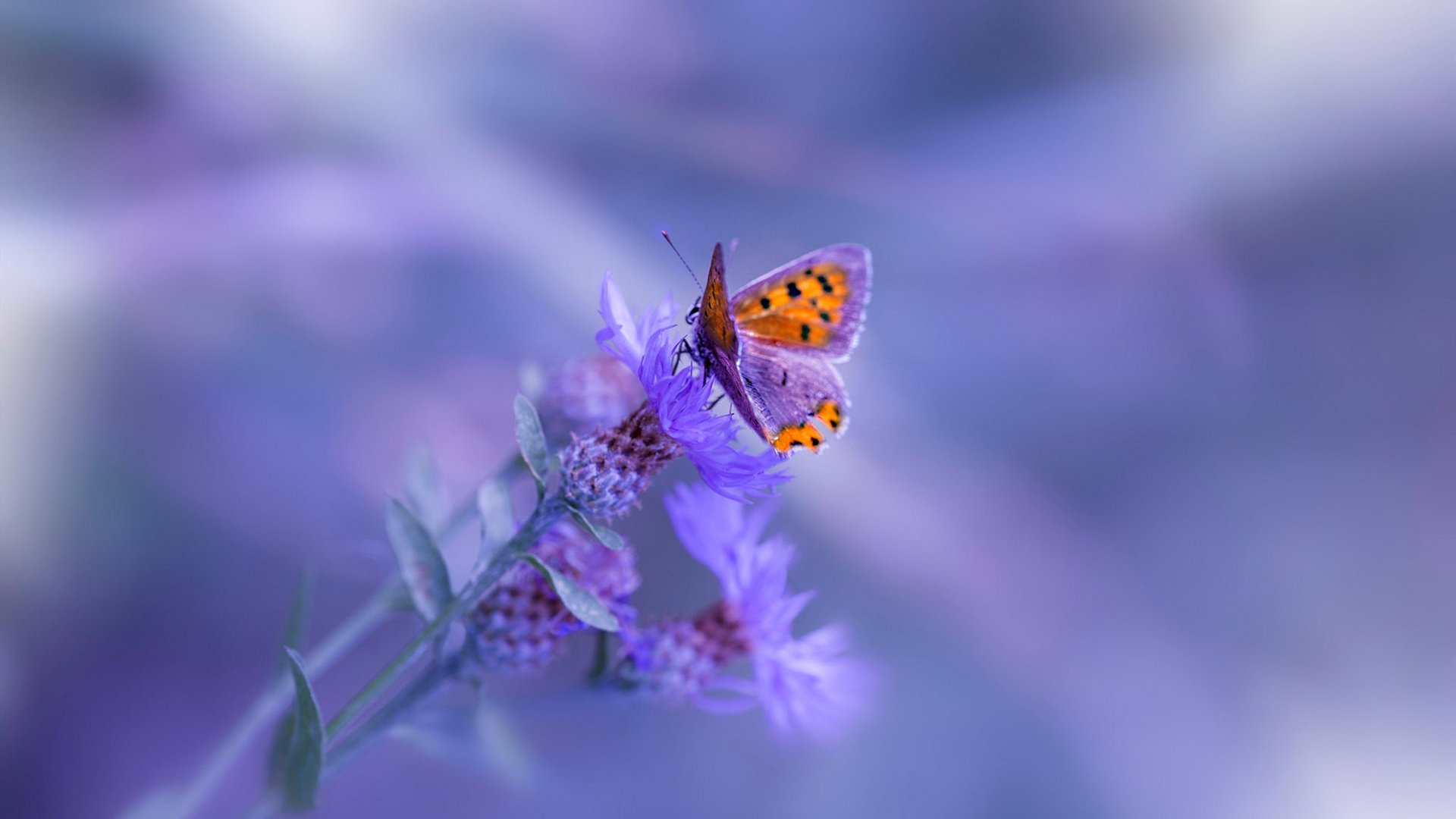 CBA联赛比赛录像分析技术,cba录像2021