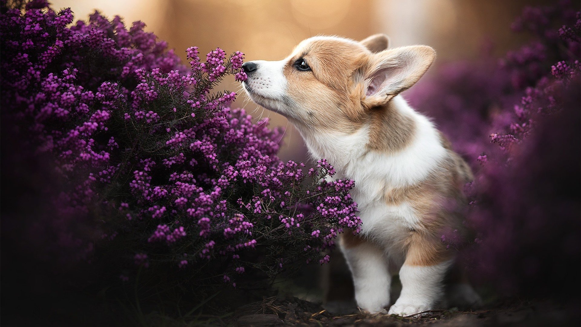 LCK赛季全明星阵容公布,lck赛季全明星阵容公布最新