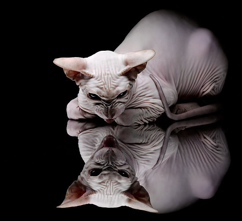 全球足球界将目光聚焦在冠军杯赛事上,足球世界冠军名单