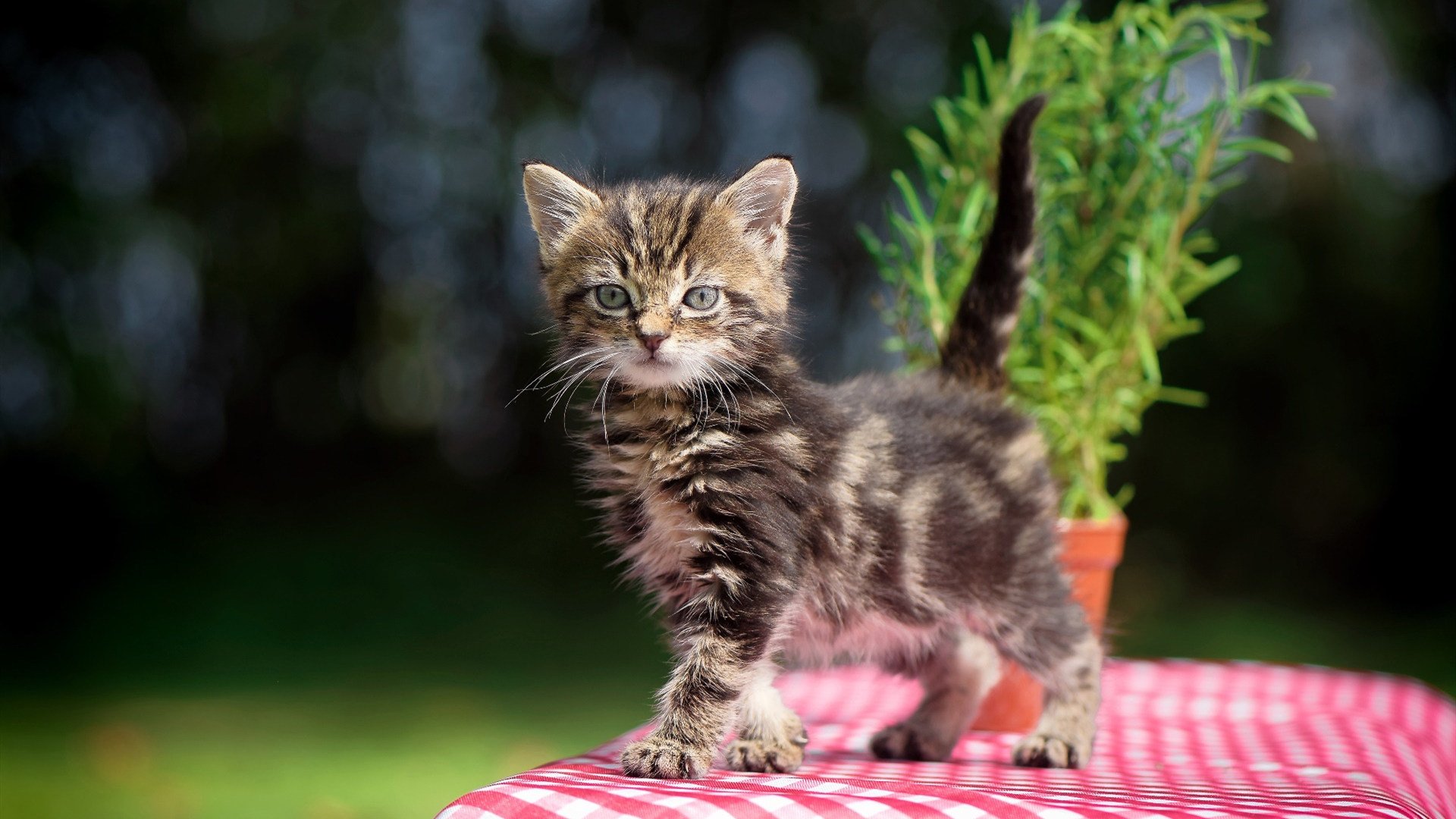 图卢兹是否能打造属于自己的控球体系,图卢兹crous