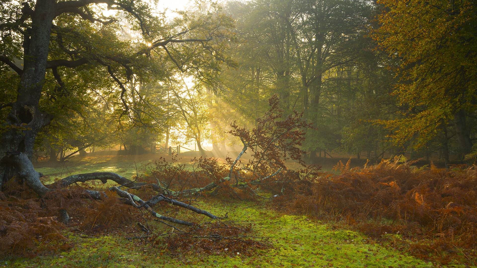 世俱杯比赛视频在线观看-快船队签下自由球员波格丹洛维奇，波格丹诺维奇臂展