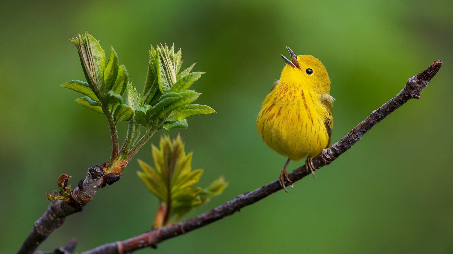 抢眼突围:湖北战队迎来逆袭胜利