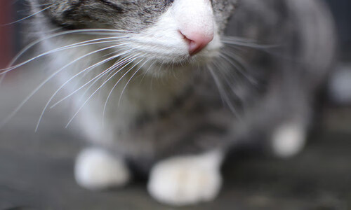 葡萄牙体育重要比赛赛程安排公布,葡萄牙体育重要比赛赛程安排公布了吗