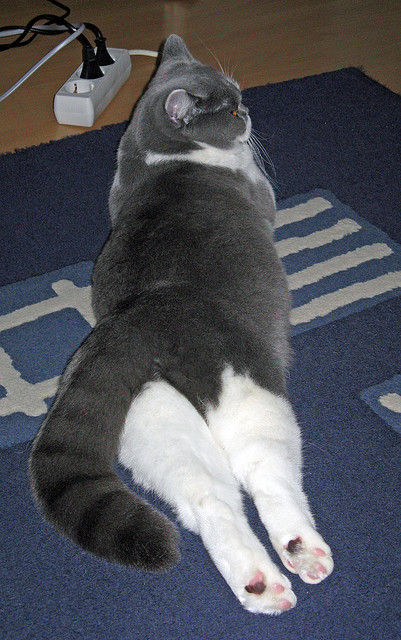 雄独行侠队客场逆转,成功摧毁对手,独行侠终结雄鹿连胜