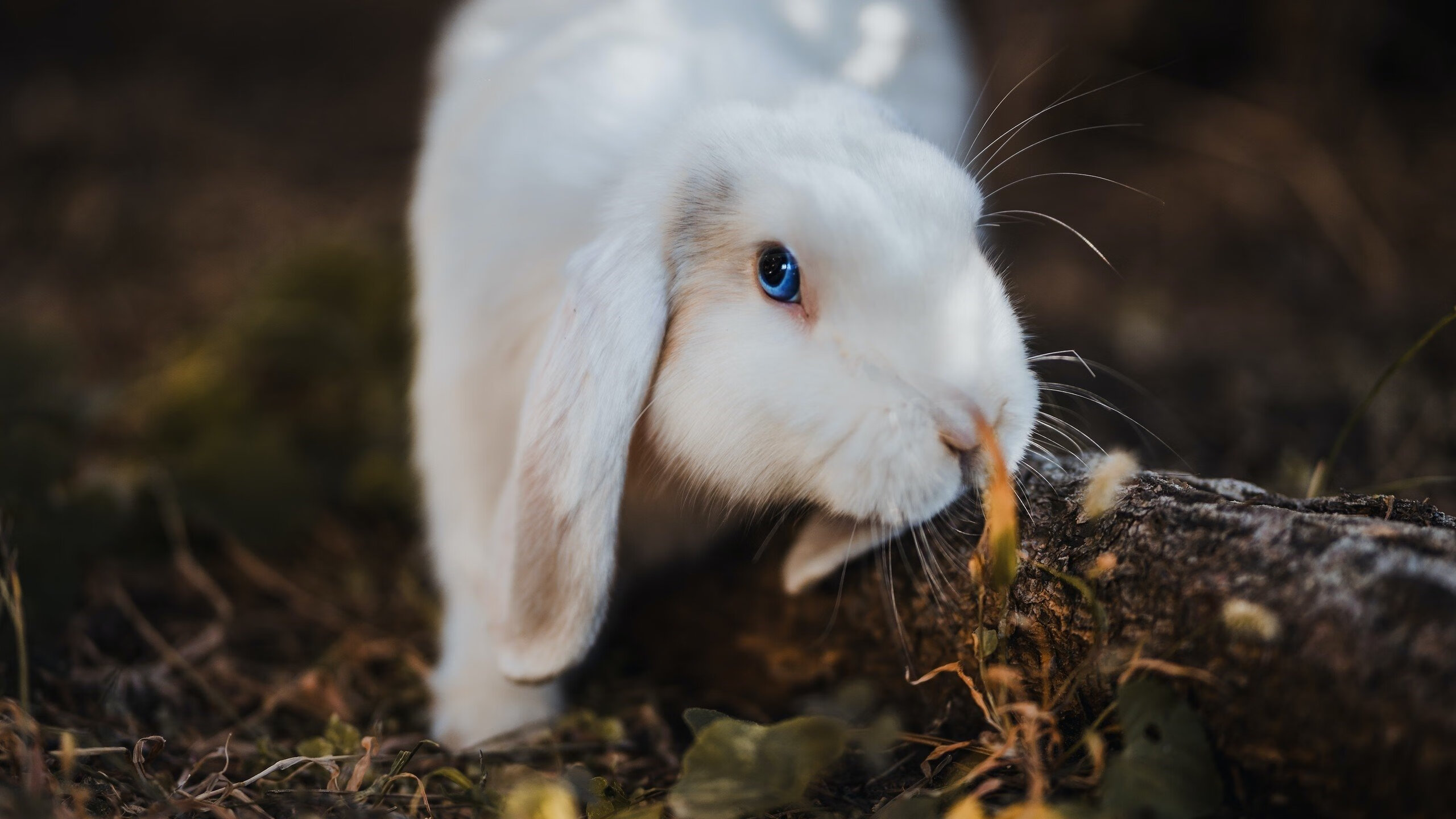 体育教学中创新教学方法应用研究，体育教学创新与实践研究