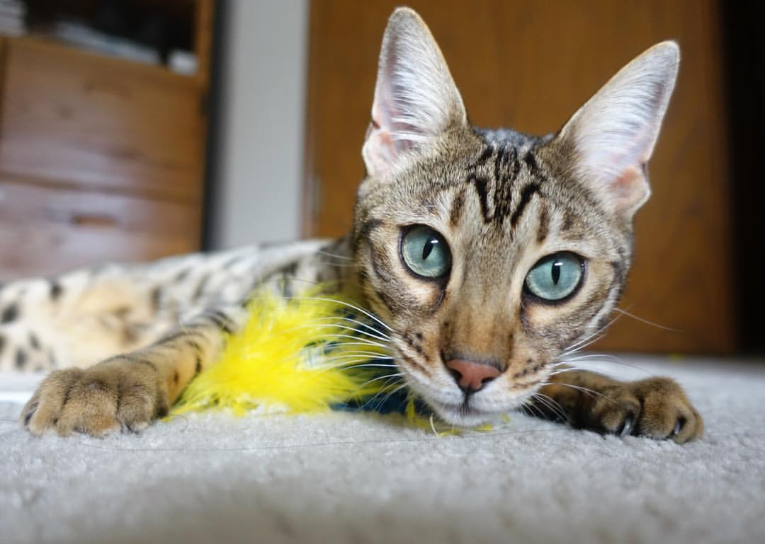 世俱杯2025-世界杯预选赛中国青年队逆袭 球员表现突出，世界杯预选赛中国青年队逆袭 球员表现突出