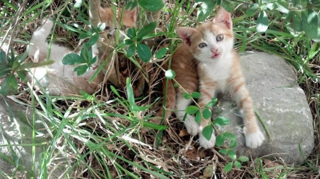 世界俱乐部杯在线观看-中国三人篮球女队积极锻炼年轻球员承担责任，中国三人篮球女篮有谁
