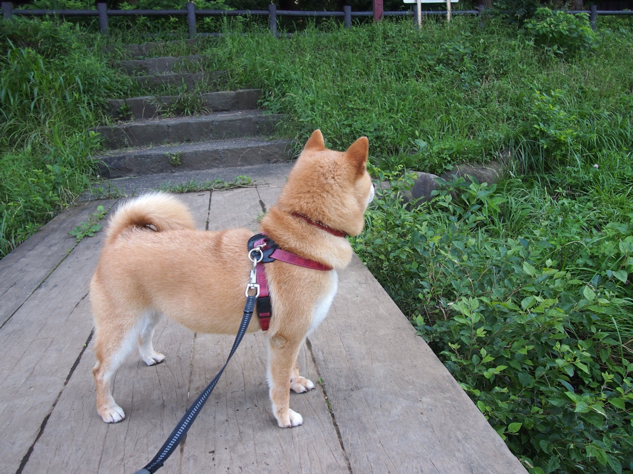 德国队未来在国际乒联混合团体世界杯中的挑战与机遇,德国队乒乓球团体赛