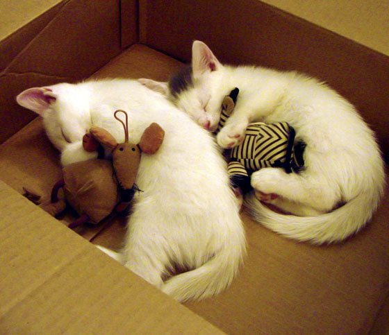 赛季后程外援是否比本土球员更易体能下滑,新赛季外援规则