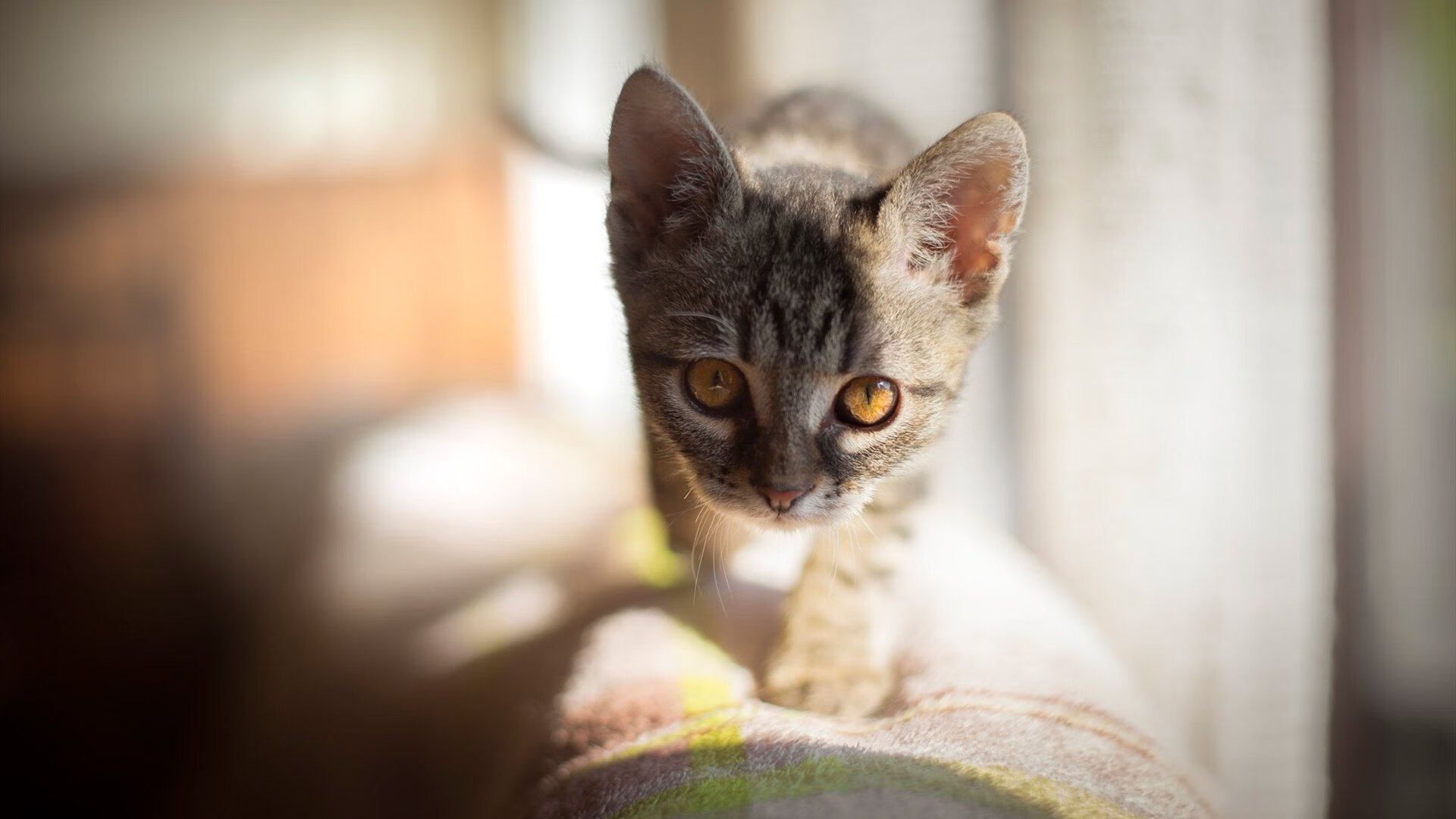 希腊男篮在欧洲预赛中持续拼搏,期待伦敦奥运会佳绩,希腊男篮欧洲冠军