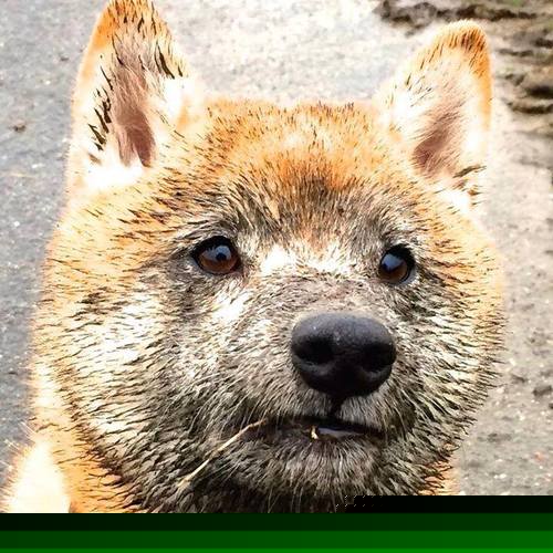 德甲战场:速度与力量的极致碰撞,德甲跑动距离排名