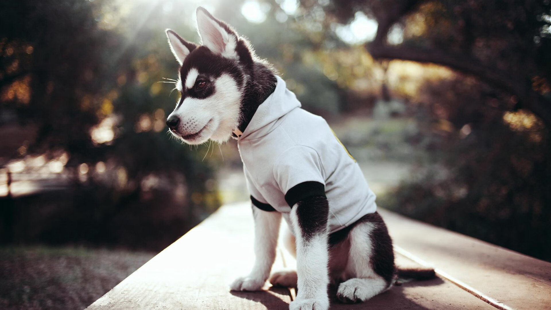 世界俱乐部杯-欧洲杯冠军争夺：战术、意志、团队的极致较量，欧洲杯冠军猜测