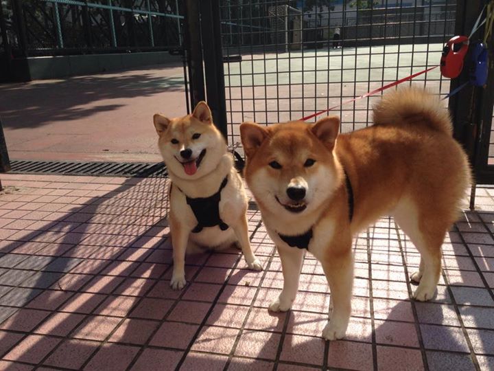 FIFA Club World Cup 2025-火箭签约新东家NBA总决赛，nba火箭新秀