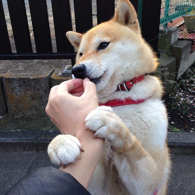 世界俱乐部杯-美洲杯奋战不息：明星拼搏，精彩绝伦！，美洲杯人气